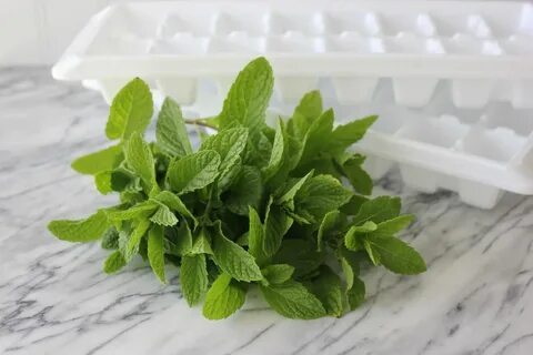 قیمت روز سبزی نعنا خشک صادراتی